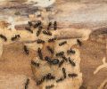 Extermination terrebonne extermination de fourmis