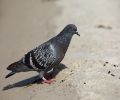 Capture pigeon Terrebonne